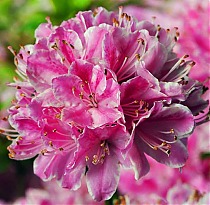 Азалия японская Кермесина Роуз - Azalea japonica Kermesina Rose  D9 H40