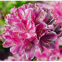 Азалия японская Кермесина Роуз - Azalea japonica Kermesina Rose  D9 H40