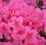 Азалия японская Розалинд - Azalea japonica Rosalind D12 H50