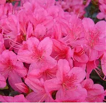 Азалия японская Розалинд - Azalea japonica Rosalind D12 H50