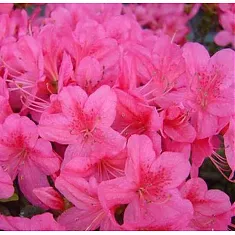 Азалия японская Розалинд - Azalea japonica Rosalind D12 H50