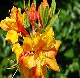 Азалия нэп-хилл Санте Нектарина - Azalea Knap Hill Sunte Nectarine D5 H45