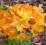 Азалия нэп-хилл Голден Лайтс - Azalea Knap Hill Golden Lights D5 H45