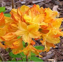 Азалия нэп-хилл Голден Лайтс - Azalea Knap Hill Golden Lights D5 H45