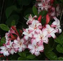 Азалия Корнел - Azalea Corneille D9 H25