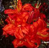 Азалия нэп-хилл Роял Комманд - Azalea knap hill Royal Command D2 H25