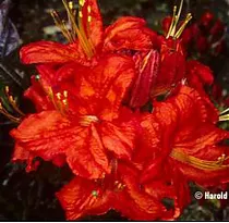 Азалия нэп-хилл Роял Комманд - Azalea knap hill Royal Command D2 H25