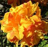 Азалия нэп-хилл Клондайк - Azalea Knapp-Hill Klondyke D9 H25