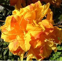 Азалия нэп-хилл Клондайк - Azalea Knapp-Hill Klondyke D9 H25