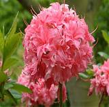 Азалия Хоумбуш - Rhododendron Homebush D9 H25