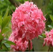 Азалия Хоумбуш - Rhododendron Homebush D9 H25