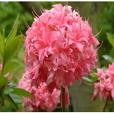 Азалия Хоумбуш - Rhododendron Homebush D9 H25