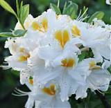 Азалия Уайт Мелоди - Azalea White Melody D9 H25