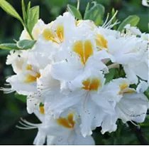Азалия Уайт Мелоди - Azalea White Melody D9 H25