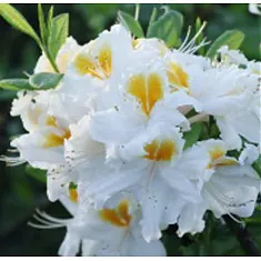 Азалия Уайт Мелоди - Azalea White Melody D9 H25