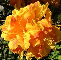 Азалия Клондайк - Azalea Klondyke D9 H25