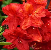 Азалия нэп-хилл Баккара - Azalea Knap Hill Bakkarat D9 H25