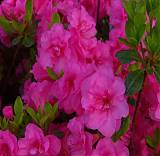 Азалия японская Бабушка - Azalea japonica Babushka D9 H40