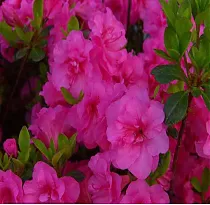 Азалия японская Бабушка - Azalea japonica Babushka D9 H40