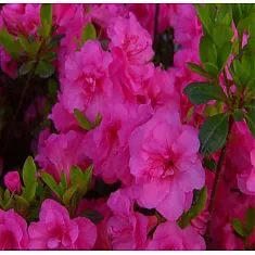 Азалия японская Бабушка - Azalea japonica Babushka D9 H40
