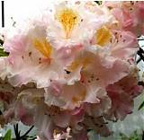 Азалия нэп-хилл Арктик Флеш - Azalea Knap Hill Arctic Flush D2 H35