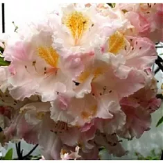 Азалия нэп-хилл Арктик Флеш - Azalea Knap Hill Arctic Flush D2 H35