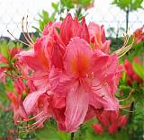 Азалия Роял Команд - Azalea Royal Command D9 H25