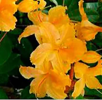 Азалия Нэнси Уотерер - Azalea Nancy Waterer D2 H35