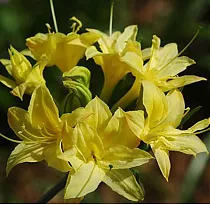 Азалия Нарциссифлора - Azalea Narcissiflora D9 H25