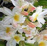 Азалия Шнииголд - Azalea Schneegold D2 H35