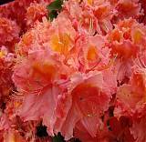 Азалия Сарин - Azalea Sarina D5 H50