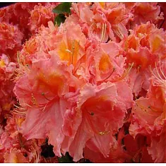 Азалия Сарин - Azalea Sarina D5 H50