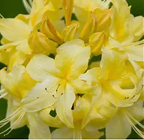 Азалия нэп-хилл Аннеке - Azalea Knap Hill  Anneke D5 H45