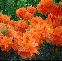 Азалия Санни Бой - Azalea Sunny Boy D5 H50