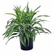 Драцена Фрагранс Санта Роза куст - Dracaena fragrans Santa Rosa D12 H30
