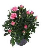 Роза розовая Кордана -  Goldy D24 H55