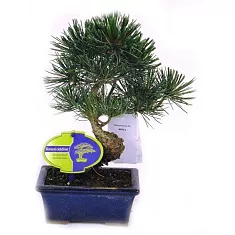 Бонсай Сосна - Bonsai Pinus D15 H25