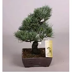 Бонсай Сосна - Bonsai Pinus D15 H35