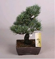 Бонсай Сосна - Bonsai Pinus D15 H35