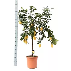 Лимонное дерево - Citrus limon D46 H160