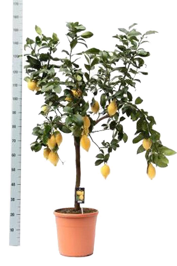 Лимонное дерево - Citrus limon D46 H160