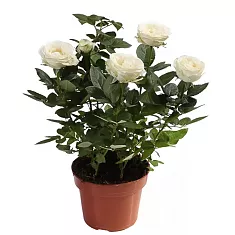 Цветок Роза белая -  Freja Parade D10/30