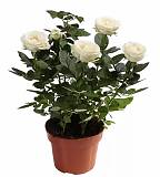 Цветок Роза белая -  Freja Parade D10/30