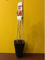 Гранат - Punica Granatum Bush D14 H50