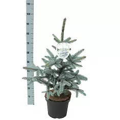 Ель колючая Хупси (Picea Pungens Hoopsii) D25 H100