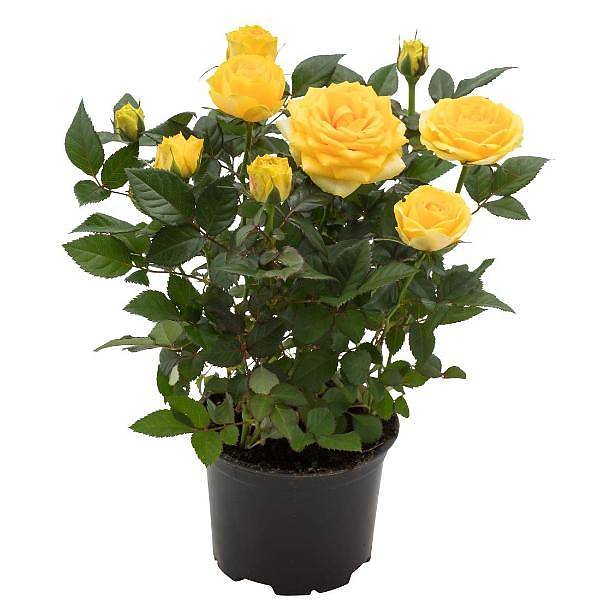 Роза желтая - Rosa Goldy Kordana D21 H45