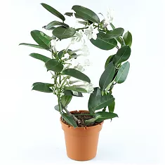 Стефанотис флорибунда - Stefanotis D15 H40