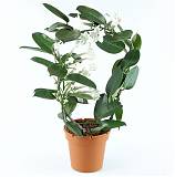 Стефанотис флорибунда - Stefanotis D15 H40