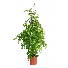 Бенджамина Голден Моник - Ficus benjamina Golden Monique D28 H150
