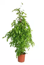 Бенджамина Голден Моник - Ficus benjamina Golden Monique D28 H150